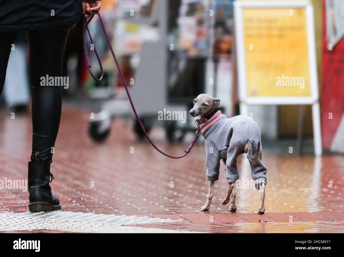 Bekleideter hund -Fotos und -Bildmaterial in hoher Auflösung – Alamy
