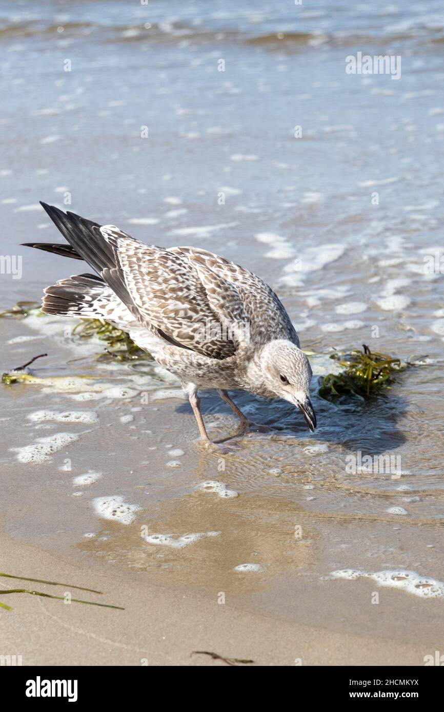 Viele Möwen am Strand der Ostsee auf der Suche nach Nahrung Stockfoto