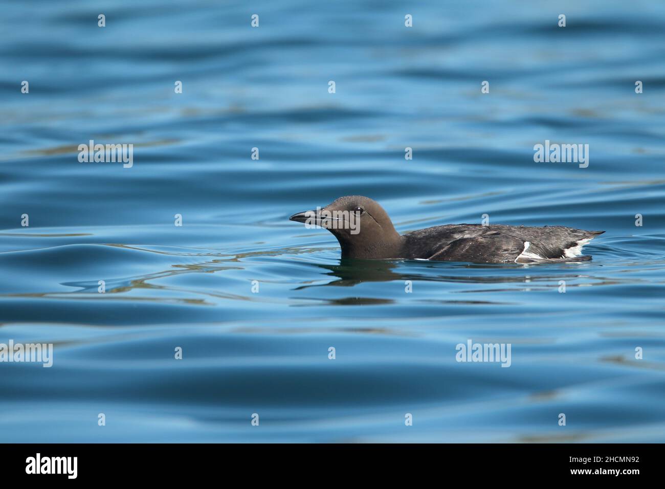 Guillemot in einer flachen sandigen Bucht in der Nähe von Handa Island, wo sie brüten, ist dies ein idealer Lebensraum für Sandzellen, um alle Küken, die sie haben, zu füttern. Stockfoto