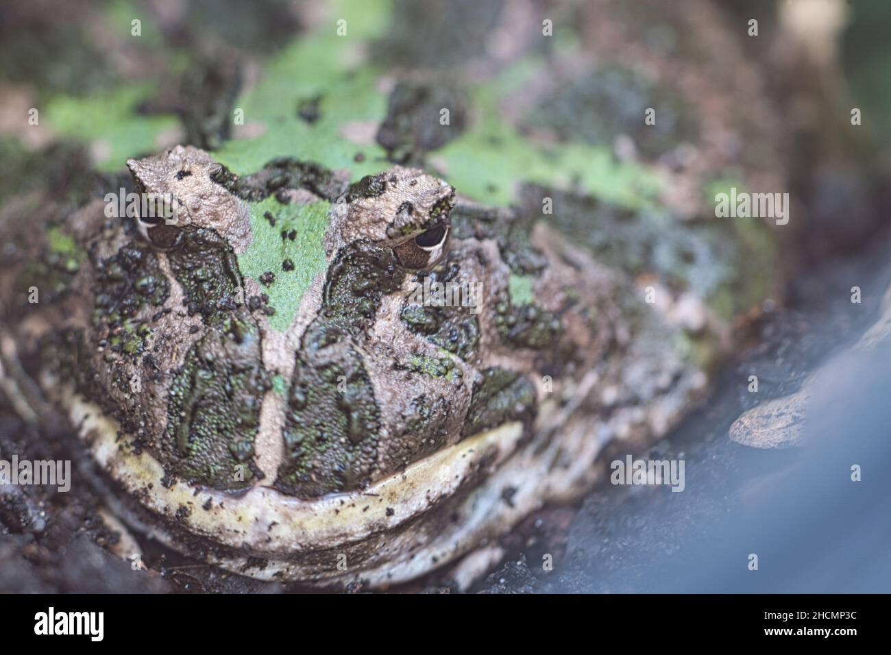 Nahaufnahme eines Frosches, der die Kamera anschaut Stockfoto