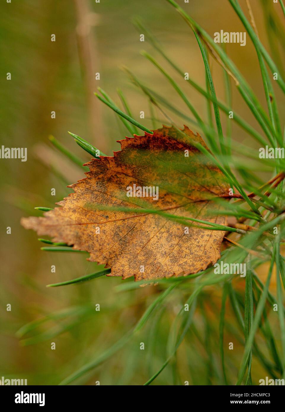 Nahaufnahme eines Ahornblatts auf einem Tannensprossen Stockfoto