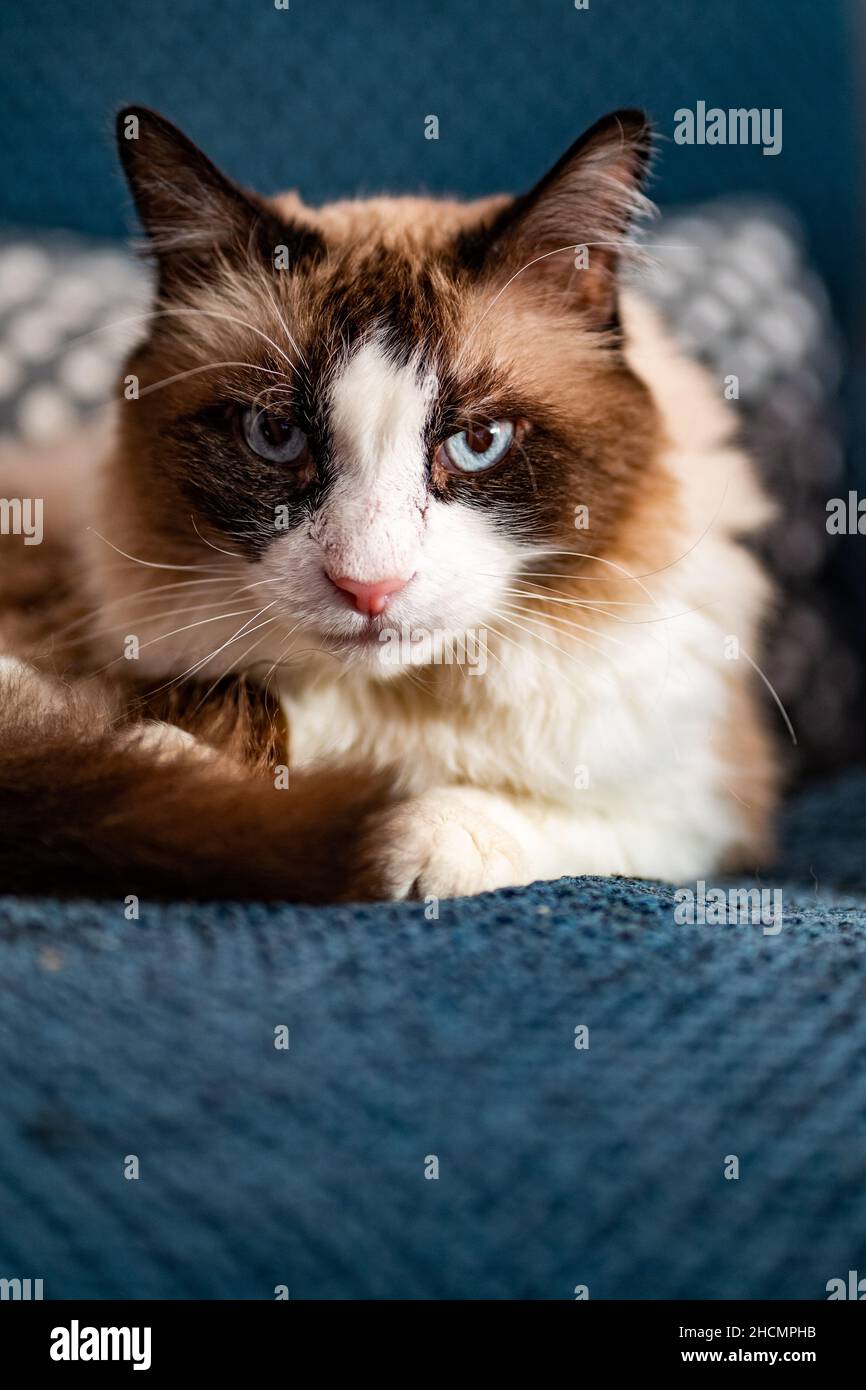 Vertikale Nahaufnahme einer niedlichen Schneeschuhkatze Stockfoto