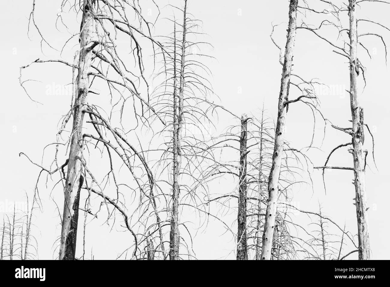 Ponderosa Pines zwischen verbrannten Wäldern im Bryce Canyon National Park Stockfoto
