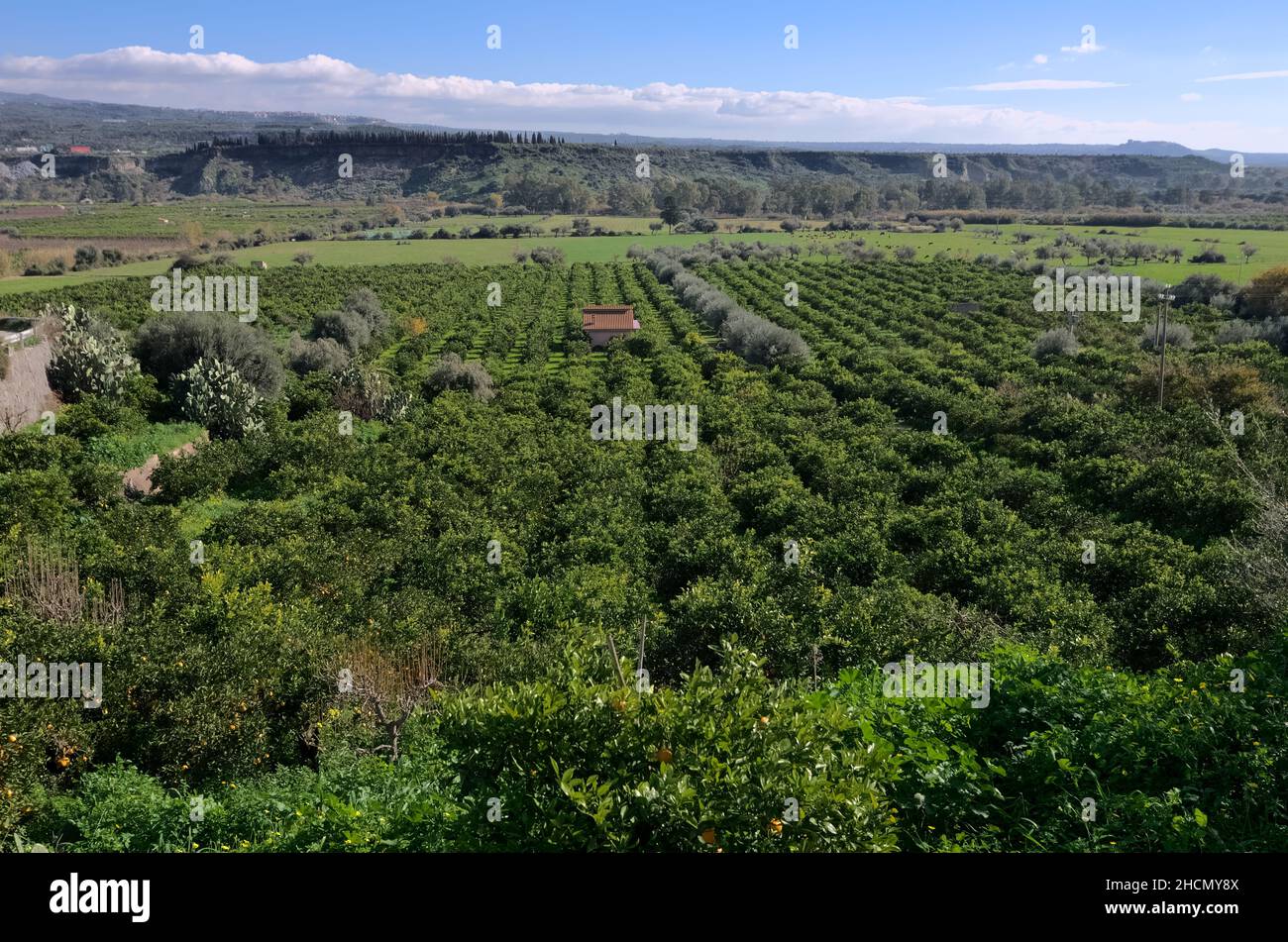 Wirtschaft der Landwirtschaft in Sizilien Garten von orangen Zitrusfrüchten Stockfoto