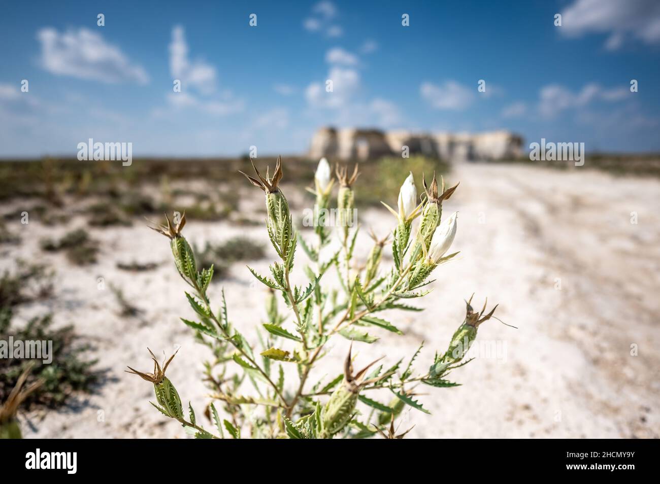 Braktless Stickleaf Pflanze in sandigen trockenen Land neben Monument Rocks in Kansas Stockfoto