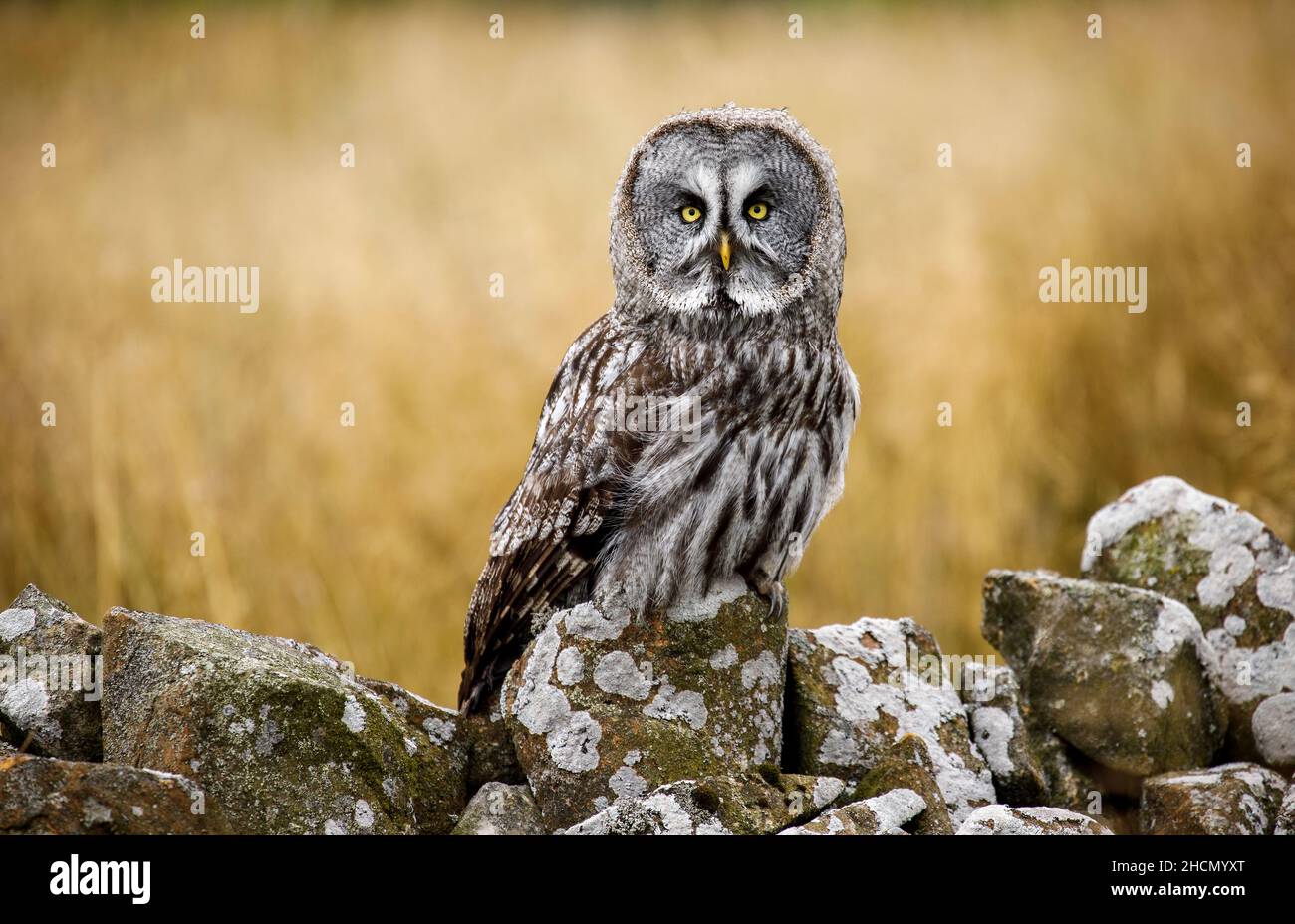 Bartkauz Stockfoto