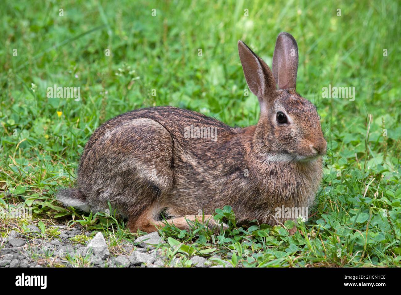 Der Eastern Cottontail Rabbit ist das am weitesten verbreitete Kaninchen im Osten Nordamerikas und wird in der Nähe der menschlichen Behausung gefunden. Es ist Beute für viele Arten Stockfoto