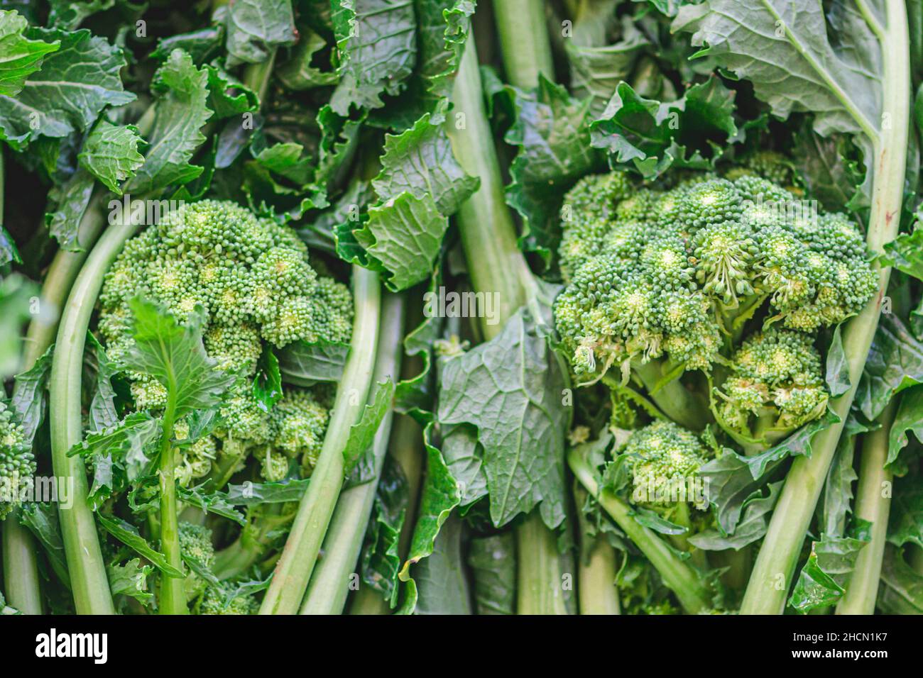 Cime di rapa, Rapini oder Brokkoli rabe auf einem Lebensmittelmarkt, grünes Kreuzgemüse, Gemüse, mediterrane Küche, Apulien, Italien Stockfoto