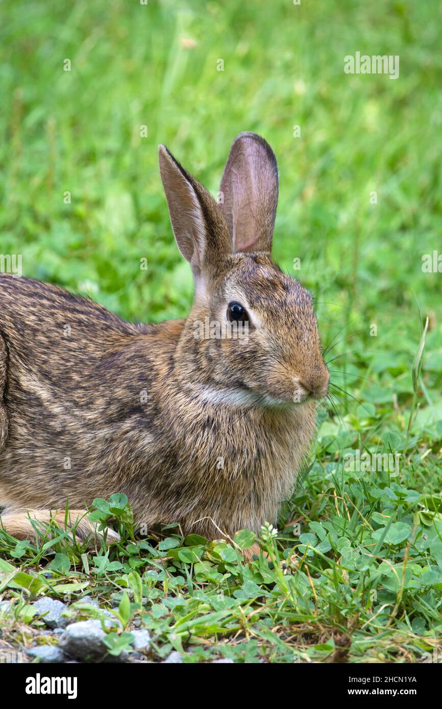 Der Eastern Cottontail Rabbit ist das am weitesten verbreitete Kaninchen im Osten Nordamerikas und wird in der Nähe der menschlichen Behausung gefunden. Es ist Beute für viele Arten Stockfoto