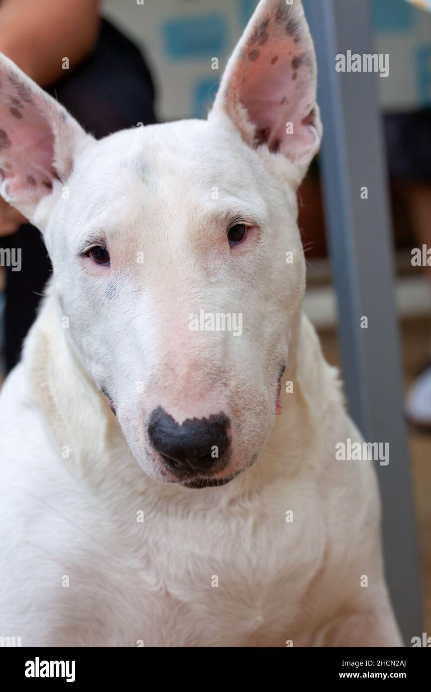 Selektion eines weißen Bullterrier Stockfoto