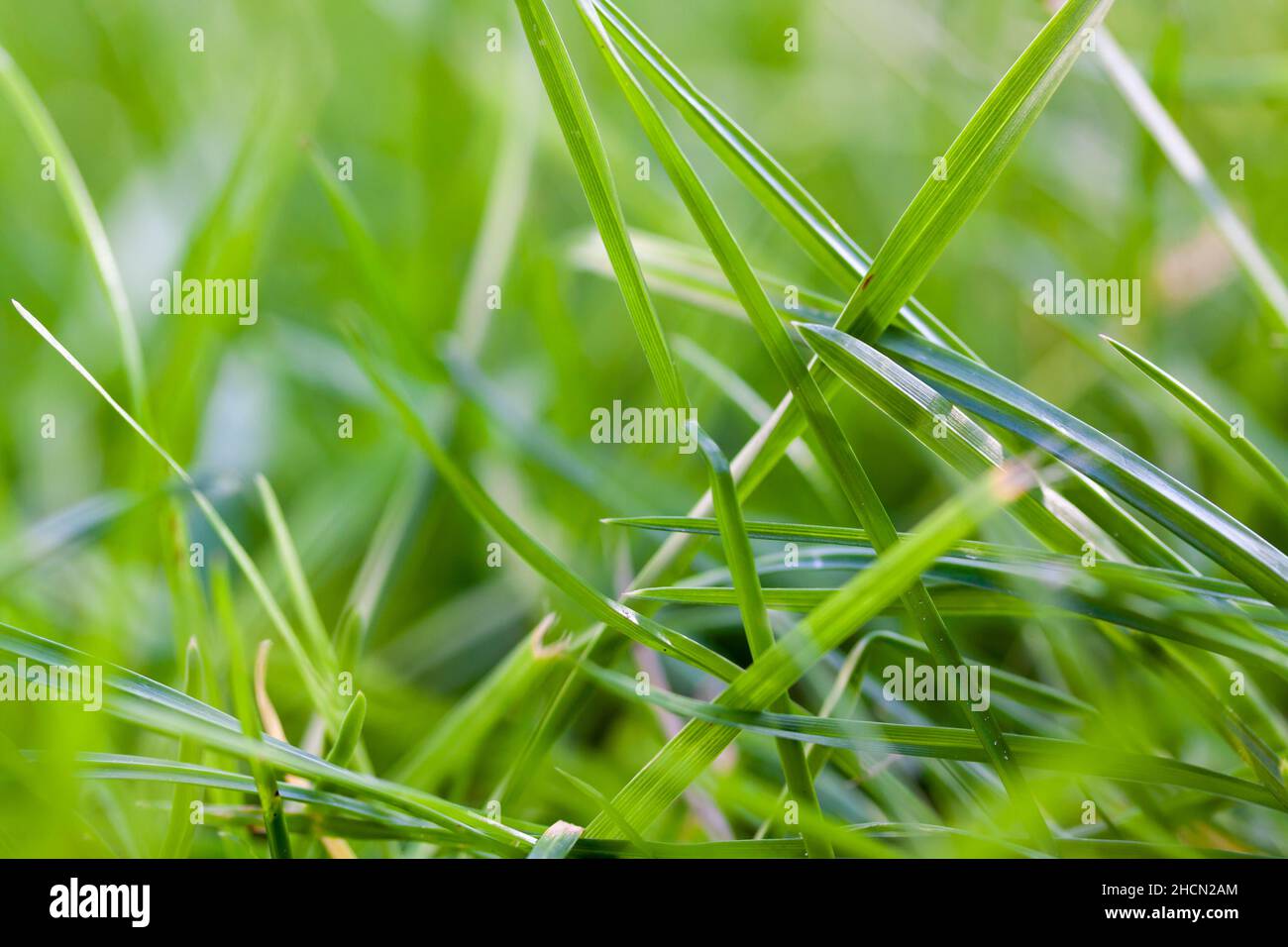 Nahaufnahme von grünem Gras auf einem Feld Stockfoto