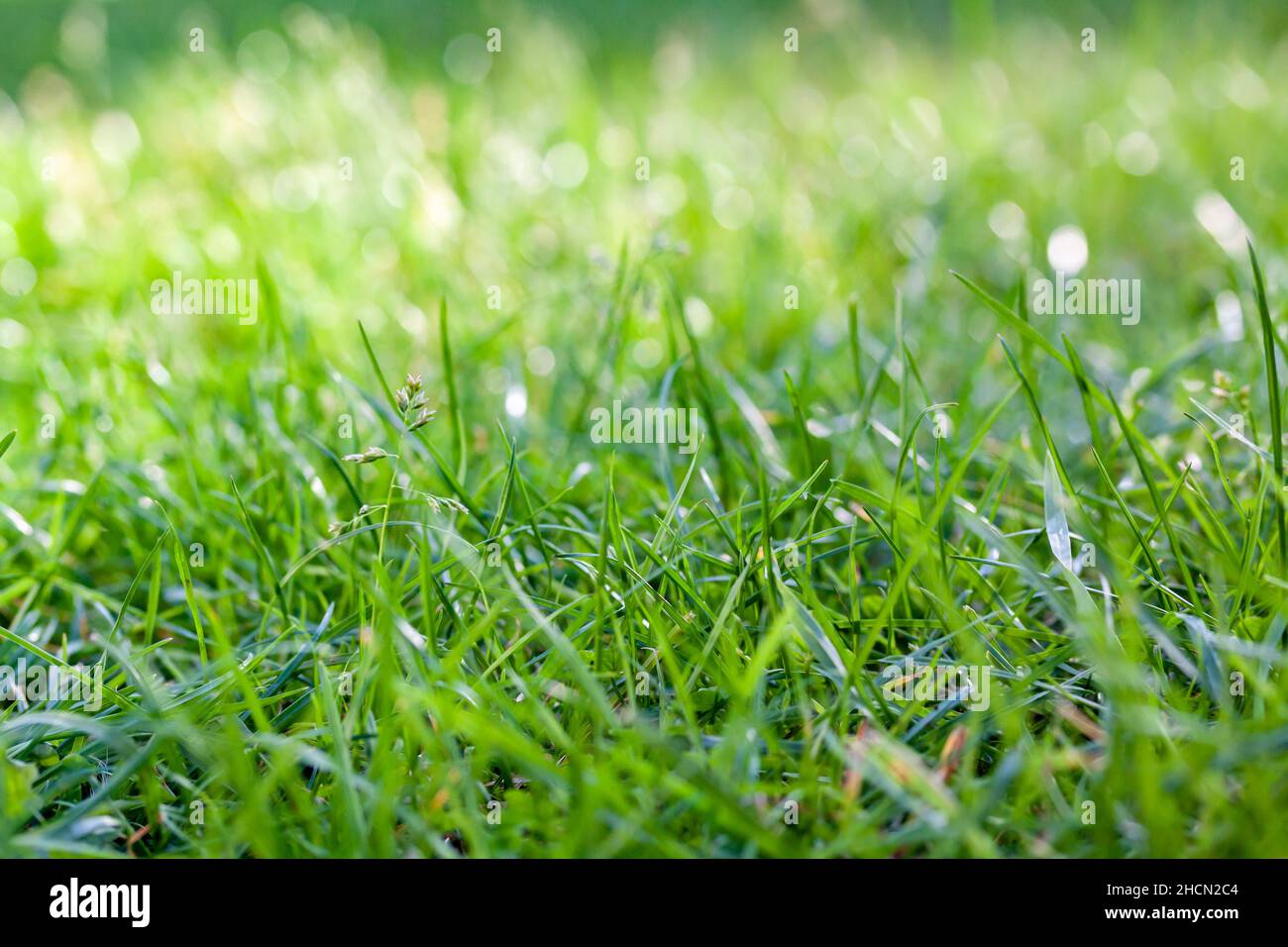 Selektiv von grünem Gras auf einem Feld Stockfoto