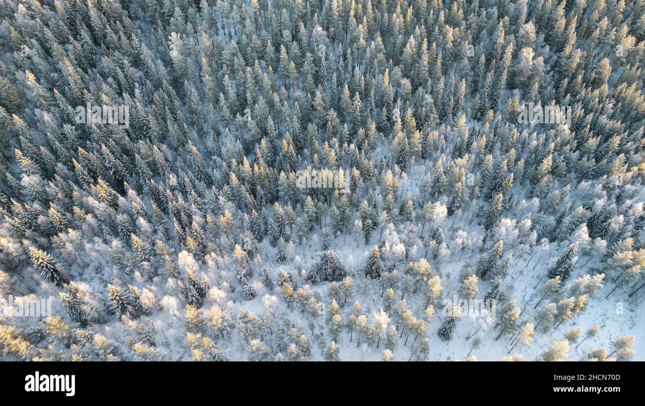 Luftaufnahme von Winterwald im Schnee bedeckt. Drohne Fotografie - Panoramabild schöne frostige Bäume, weihnachtszeit, Frohes neues Jahr. Stockfoto