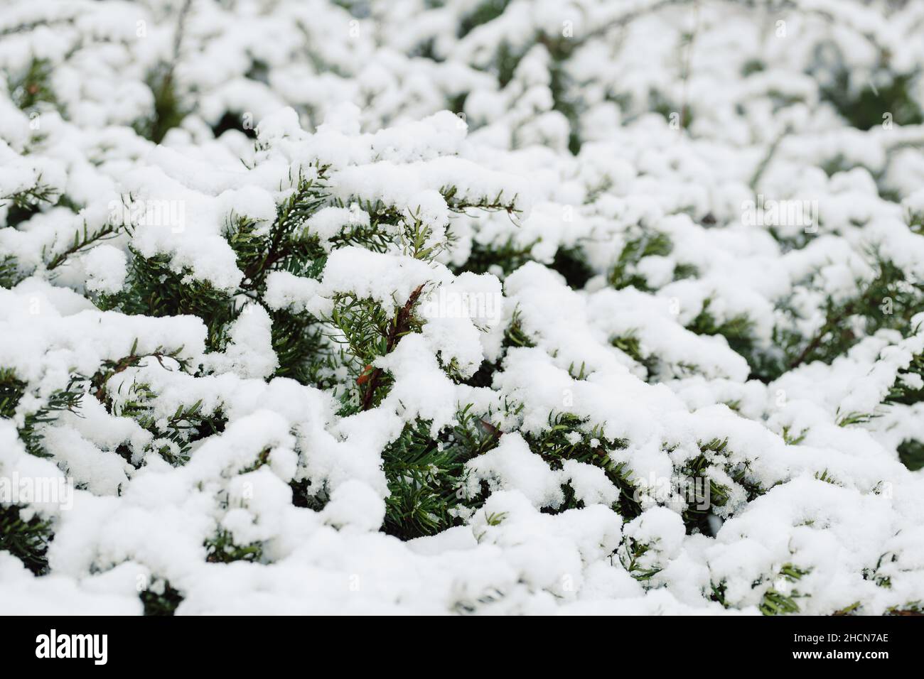 Gefrorener Evergreen Bush während des Schneesturfens mit Schnee bedeckt Stockfoto