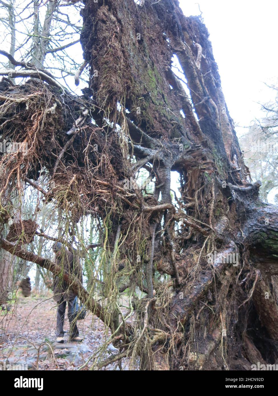 Ein Mann kann durch ein verworrenes Netz von Wurzeln aus dem massiven umgedrehten Baumstamm im Wald im Mugdock Country Park gesehen werden, Dezember 2021 Stockfoto