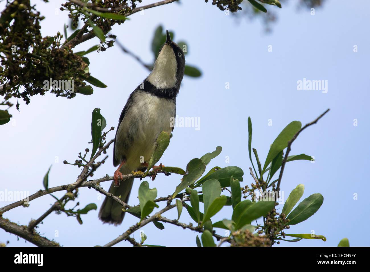 Barkehliger Apalis (Apalis thoracica capensis) Grootvaderbosch, Westkap, Südafrika Stockfoto