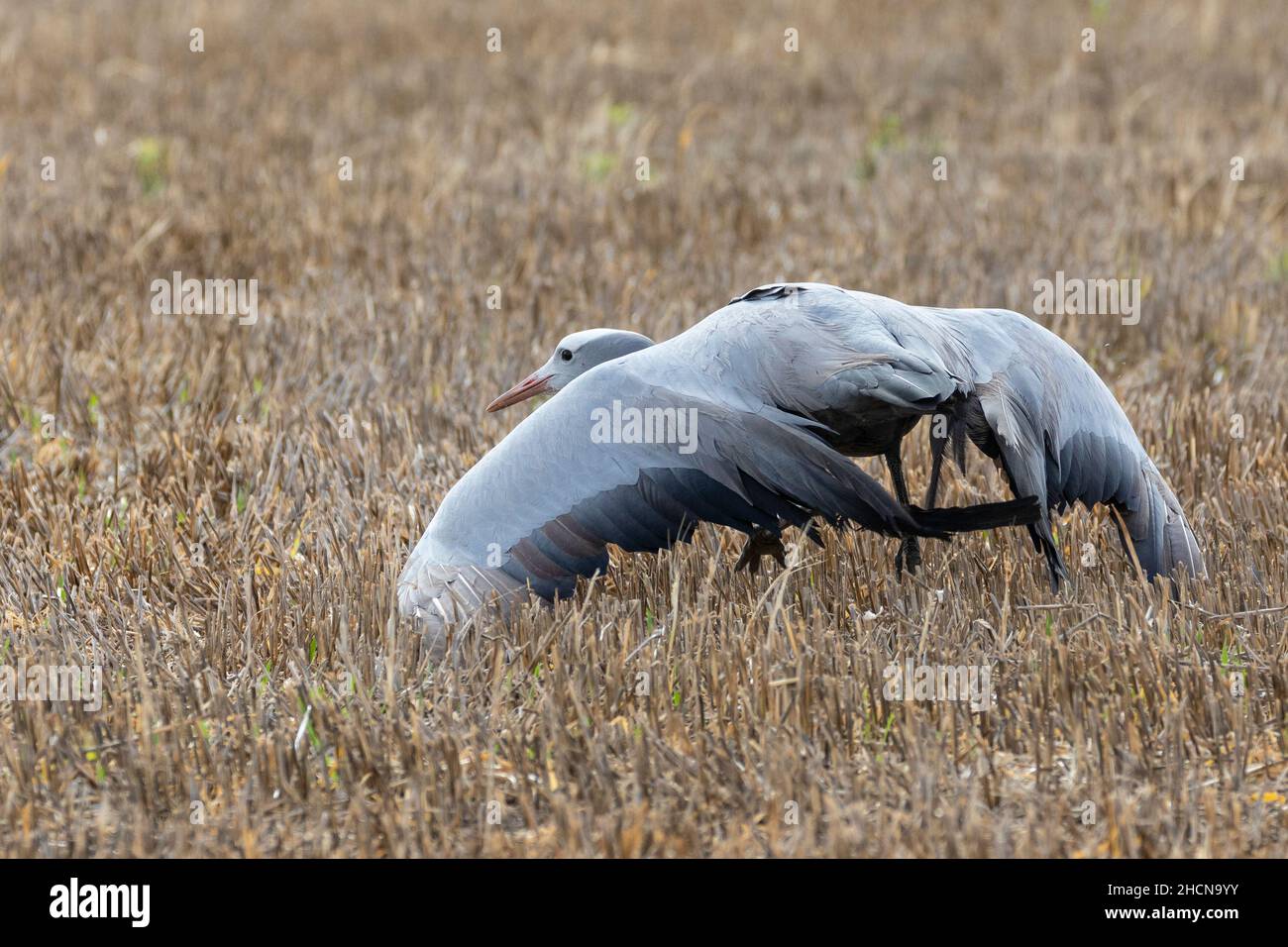 Blue Crane / Stanley Crane / Paradise Crane (Anthropoides paradiseus), die eine defensive Haltung einnehmen, während wir den Partner von einem Farmzaun befreiten, Stockfoto