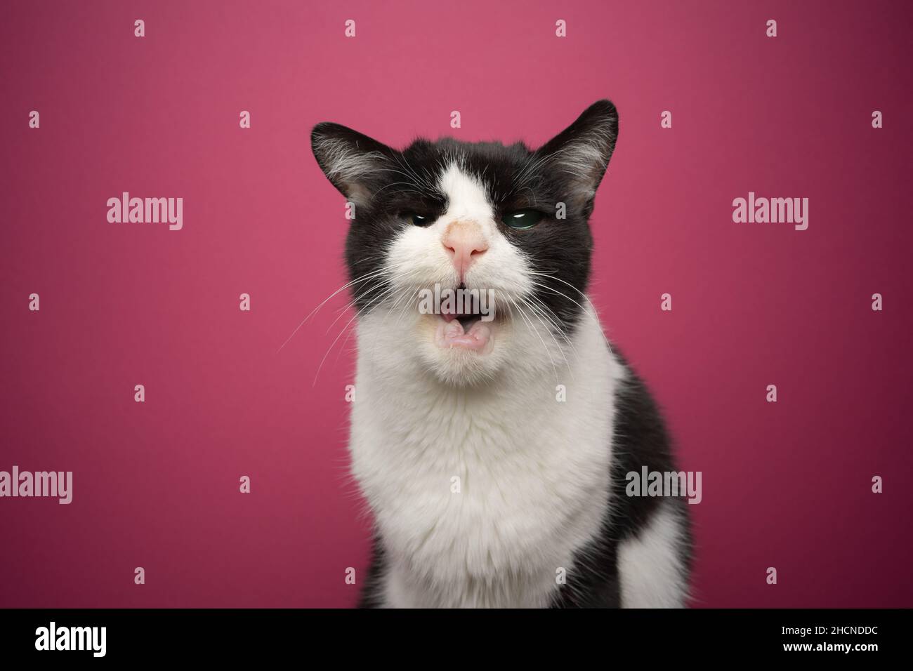 Schwarz-weiß gerettete Katze zahnlos und blind in einem Auge mit offenem Mund und Blick auf Kamera-Porträt auf rosa Hintergrund Stockfoto