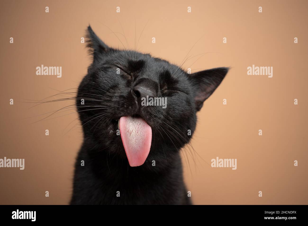 Lustige schwarze Katze ragt aus Zunge auf braunem Hintergrund Stockfoto
