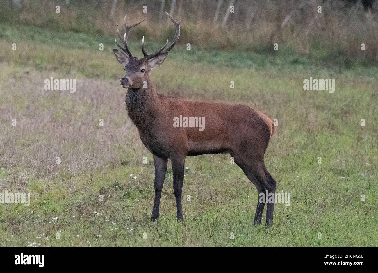 Rotwild während der Paarungszeit Stockfoto