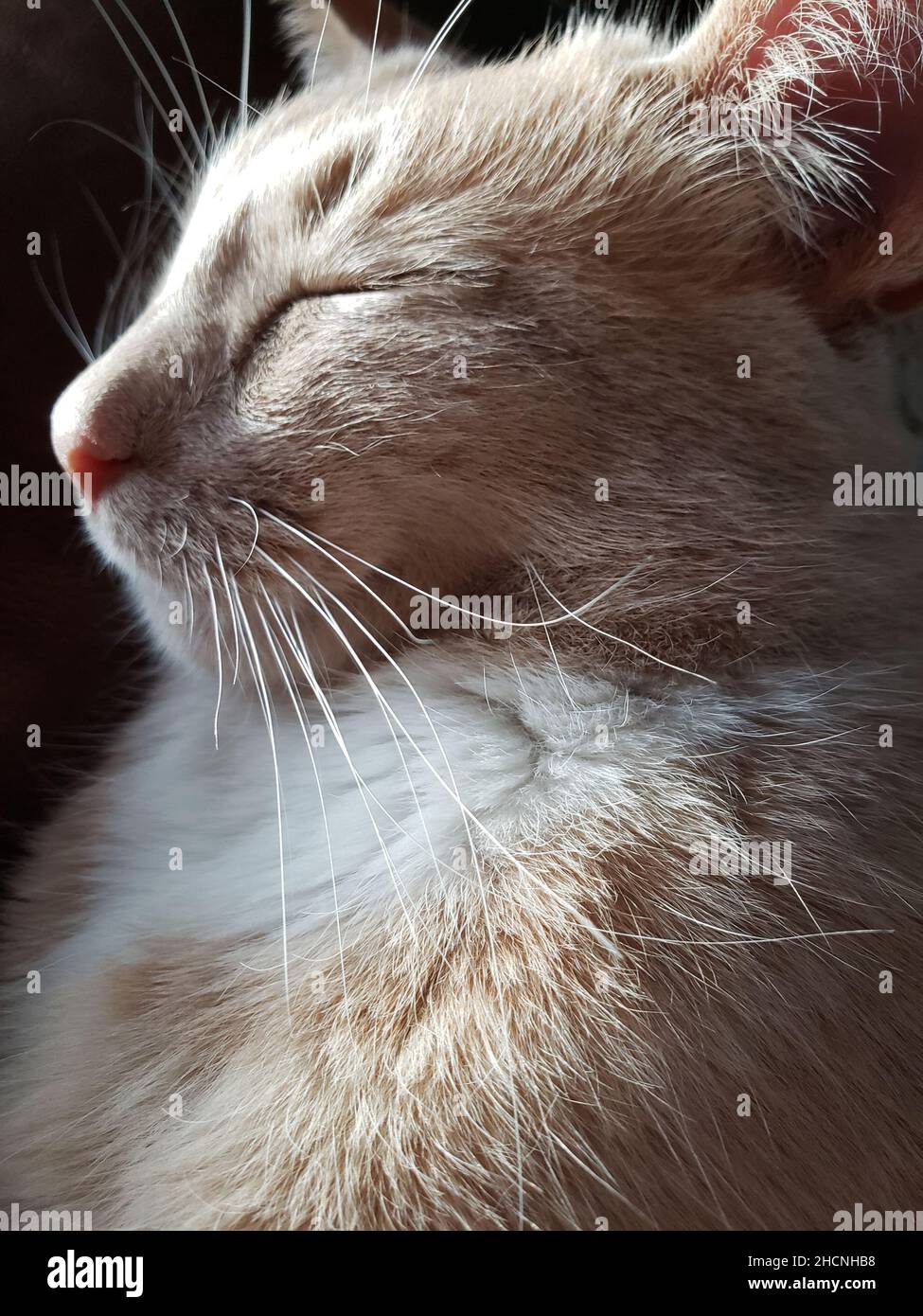 Nahaufnahme einer entzückenden flauschigen Katze, die schläft Stockfoto