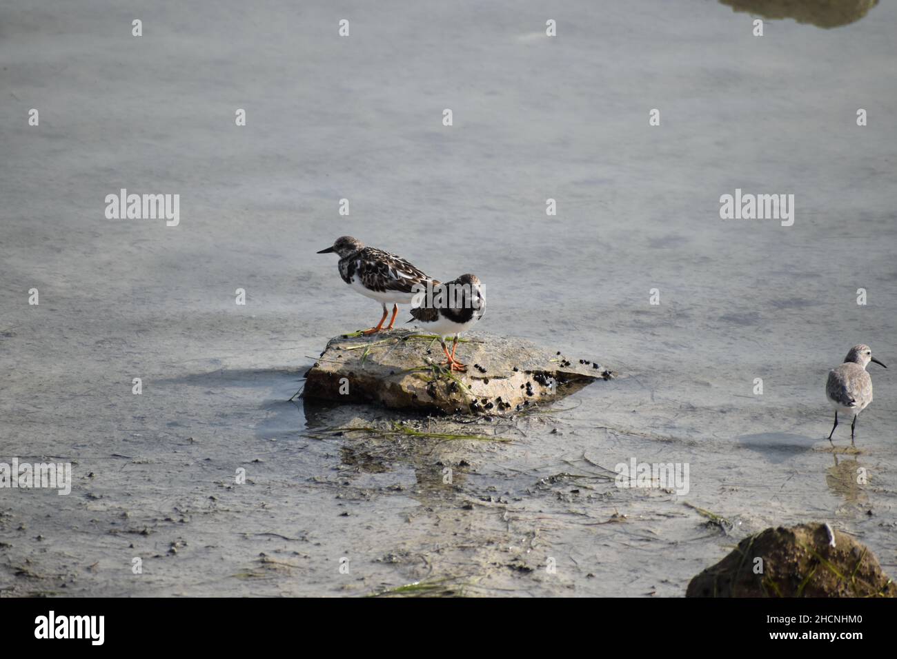 Schar von kleinen Ringelpfeifvögeln, die auf einem Felsen am See thront Stockfoto