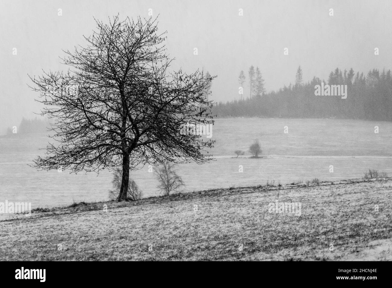 Einsamer Akazienbaum in einem atemberaubenden nebligen Winterfeld Hintergrund mit Schnee auf dem Boden Stockfoto