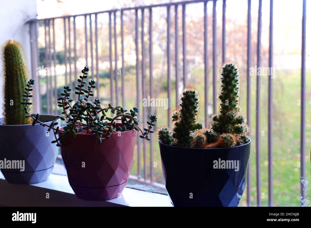 Kaktus, haworthia und andere kleine Zimmerpflanzen in Reihe bookeh Stockfoto
