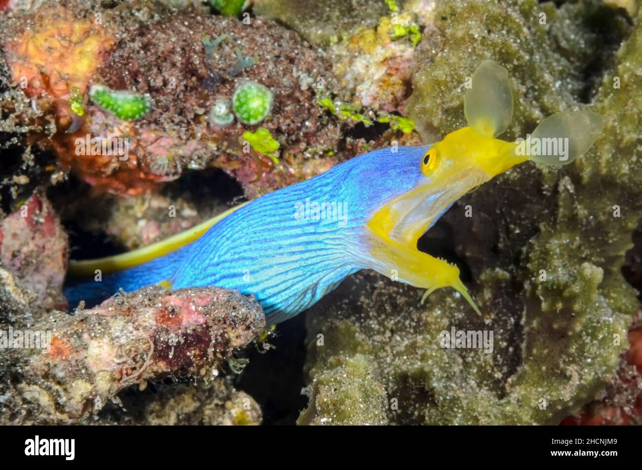 Blauer Bändchenaal, Rhinomuraena quaesita, Alor, Nusa Tenggara, Indonesien, Pazifik Stockfoto