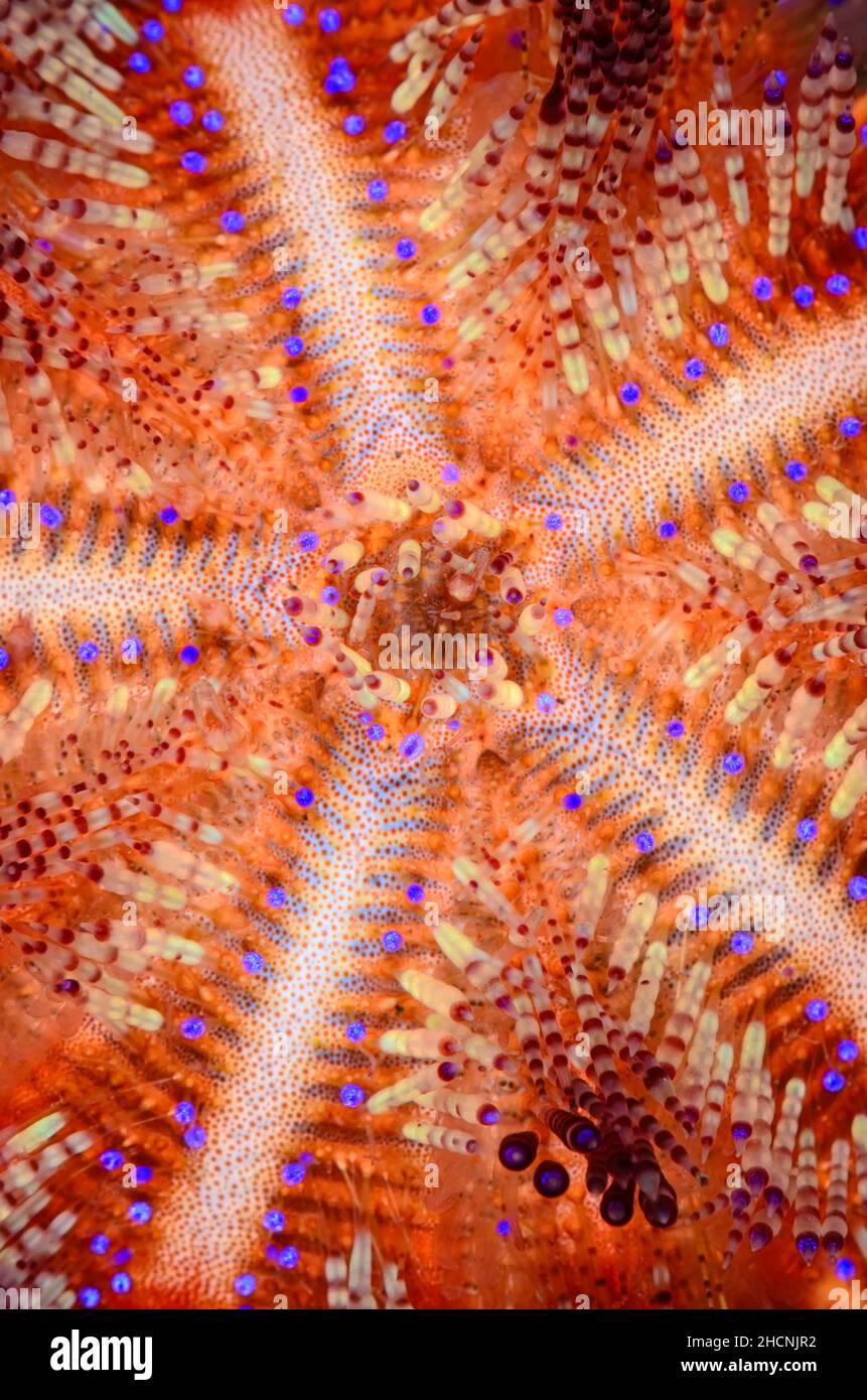 Strahlender Seeigel, Astropyga radiata, Alor, Nusa Tenggara, Indonesien, Pazifik Stockfoto