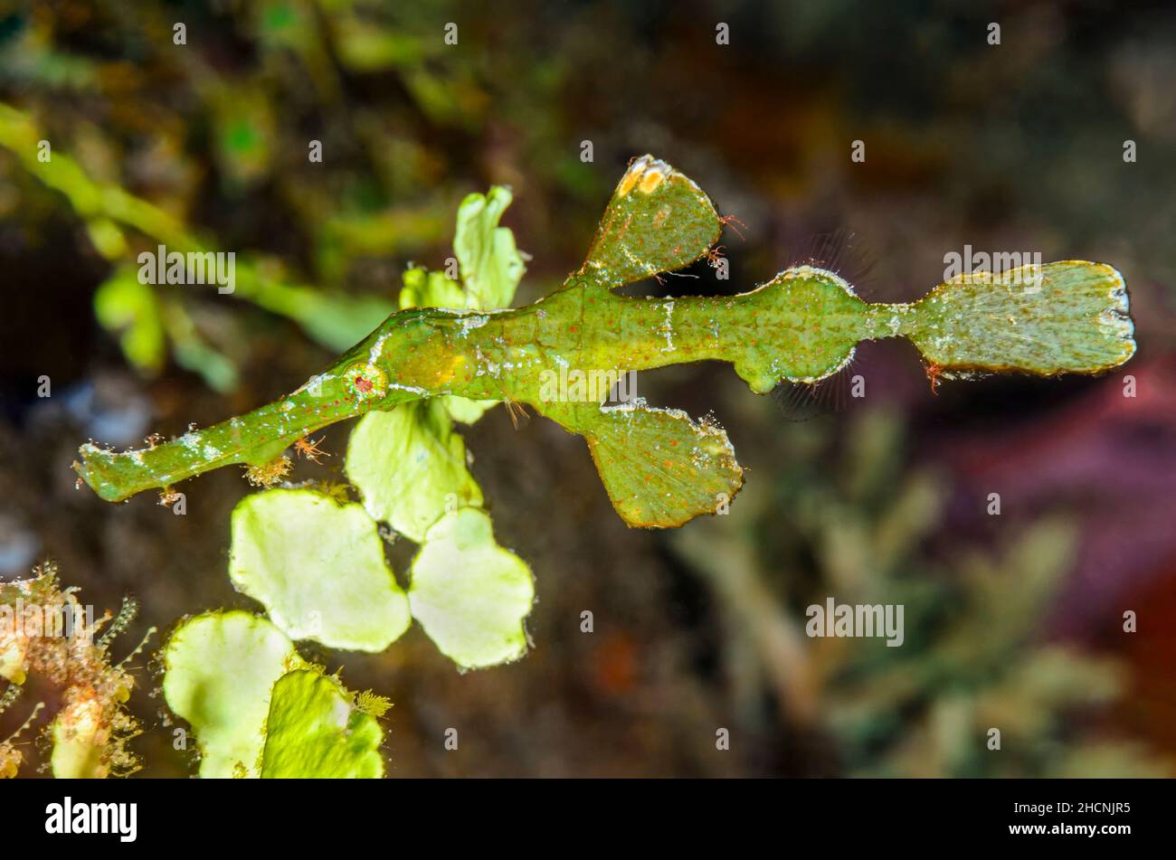 Halimeda-Geisterpfeifenfisch, Solenostomus halimeda, Alor, Nusa Tenggara, Indonesien, Pazifik Stockfoto
