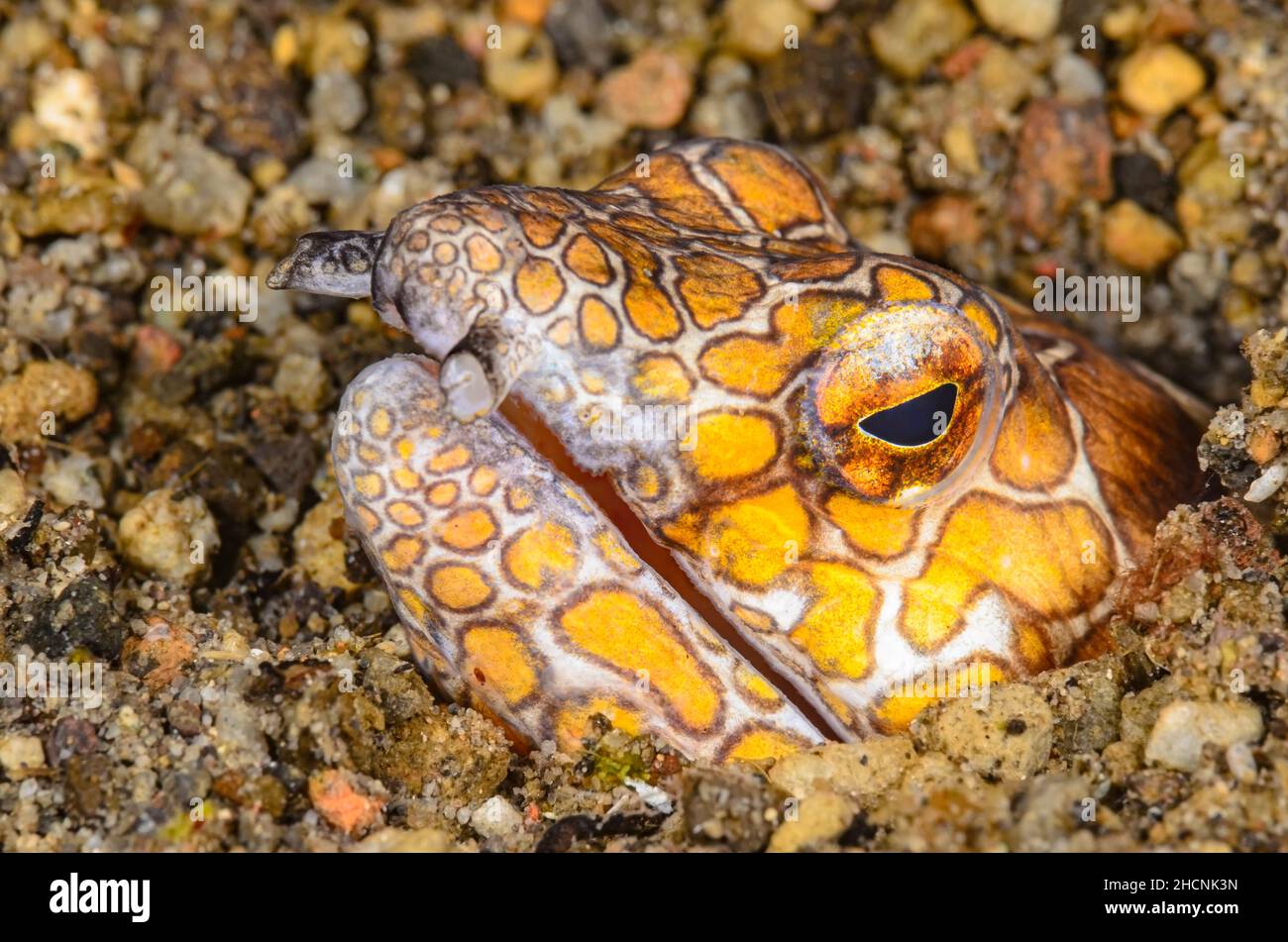 Napoleanischer Schlangenaal, Ophichthus bonaparti, Alor, Nusa Tenggara, Indonesien, Pazifik Stockfoto