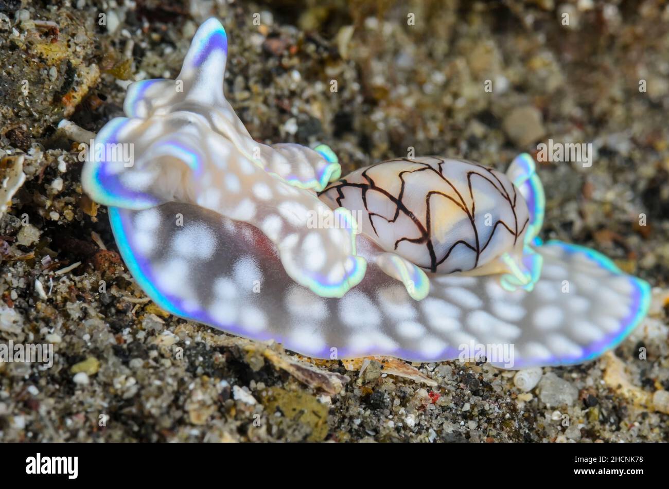 Basal Shelled Sea slug, Micromelo guamensis, Alor, Nusa Tenggara, Indonesien, Pazifik Stockfoto