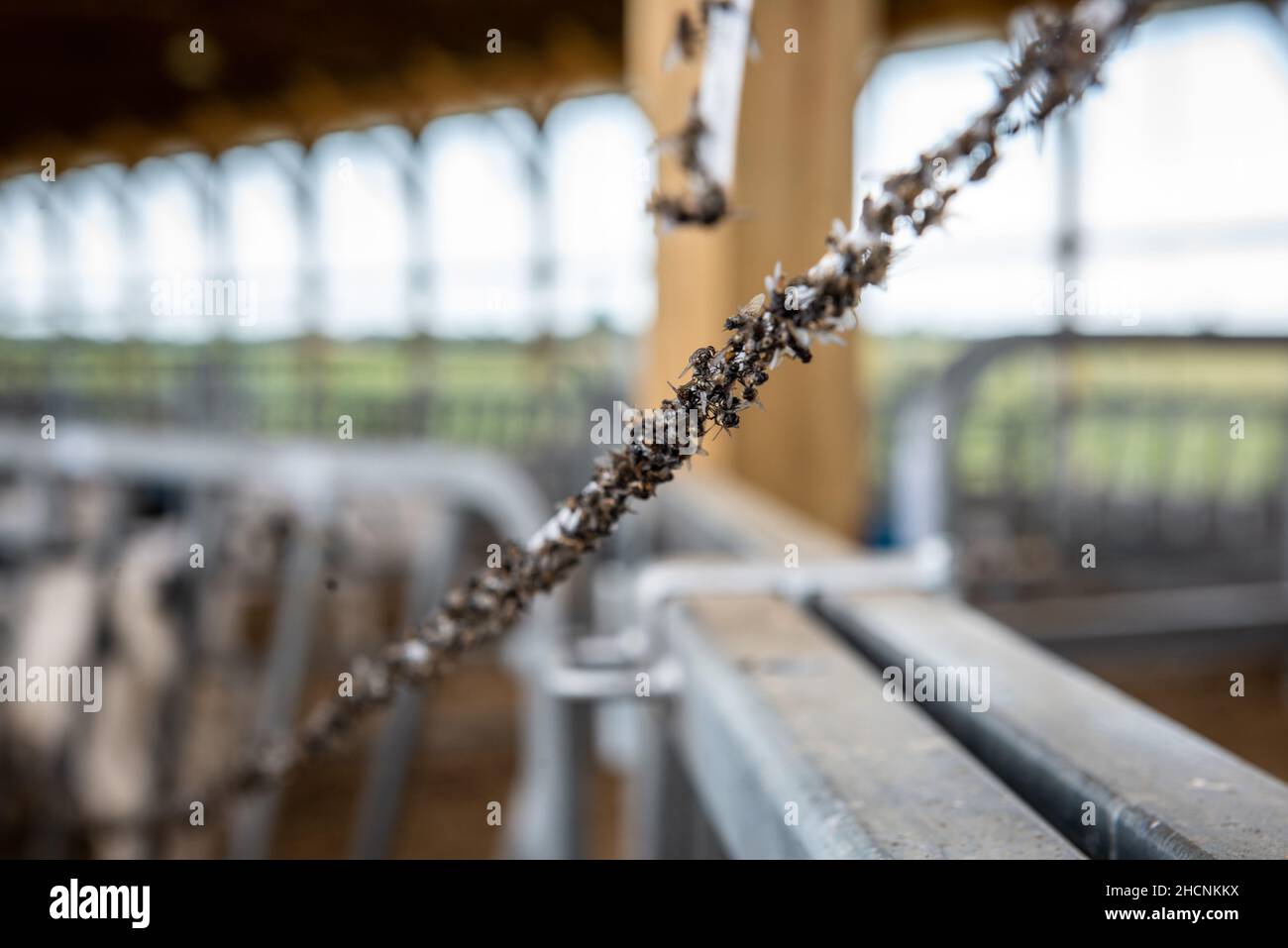 Eine klebrige Linie, die Fliegen von Vieh fernhält Stockfoto