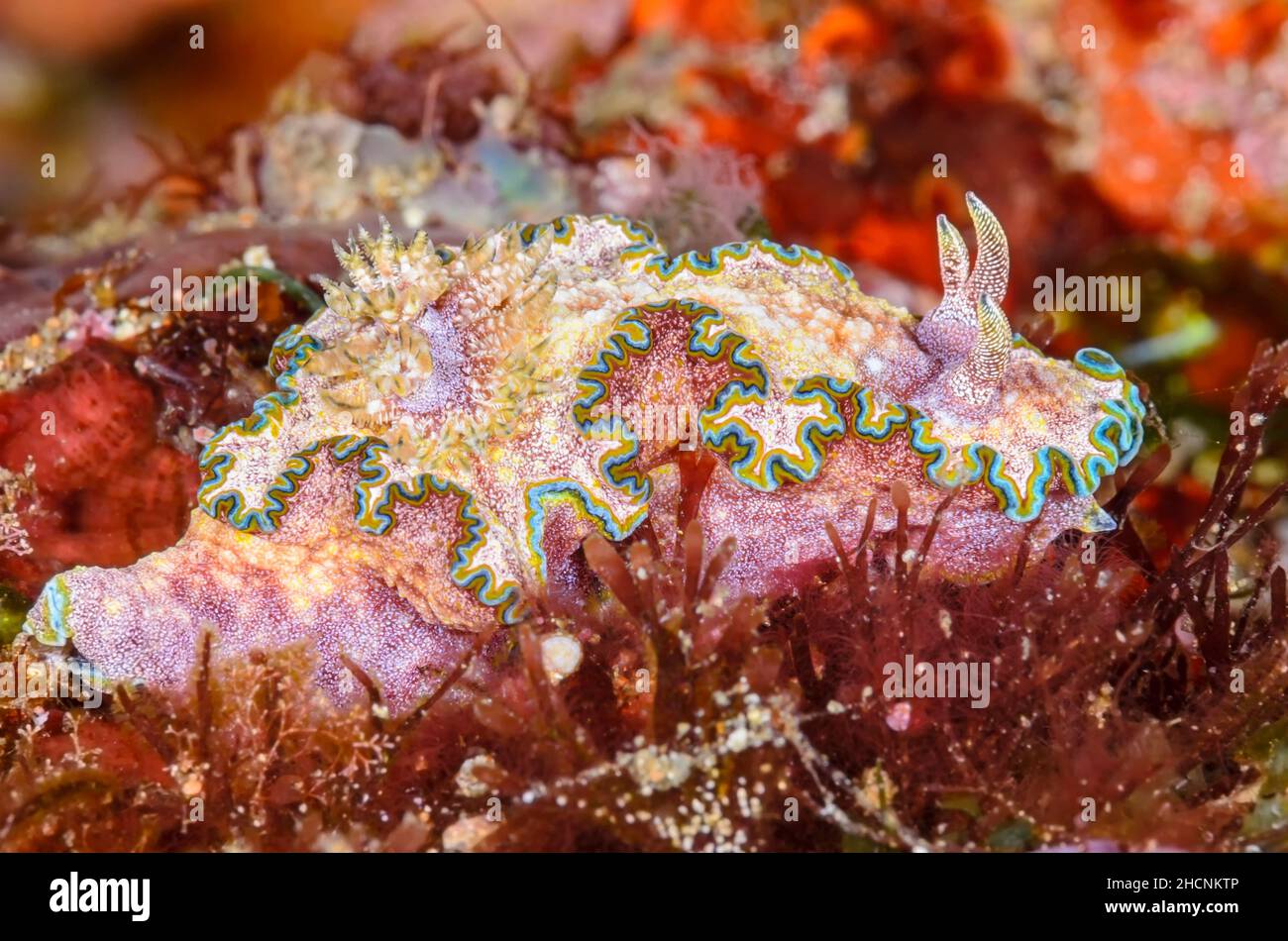 Nudibranch, Glossodoris acosti, mit drei Rhinophores, eine genetische Anomalie, Alor, Nusa Tenggara, Indonesien, Pazifik Stockfoto