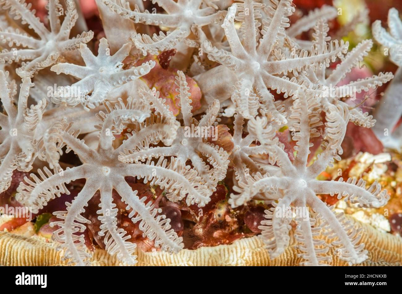 Korallenpolypen, Anthelia sp., Alor, Nusa Tenggara, Indonesien, Pazifik Stockfoto