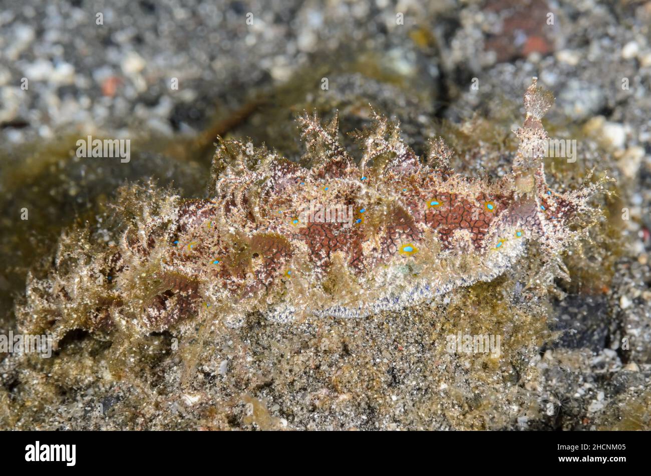 Nudibranch, Marionia sp., Alor, Nusa Tenggara, Indonesien, Pazifik Stockfoto