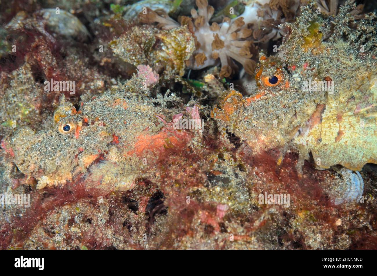 Stachelfisch-Paar, Inimicus didactylus, Alor, Nusa Tenggara, Indonesien, Pazifik Stockfoto