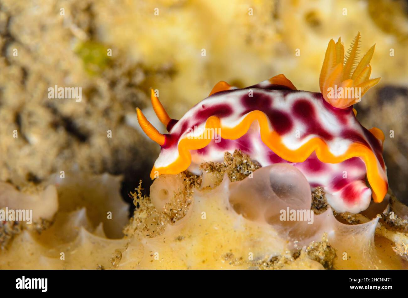 Nudibranch, Hypselodoris purpureomaculosa, Alor, Nusa Tenggara, Indonesien, Pazifik Stockfoto