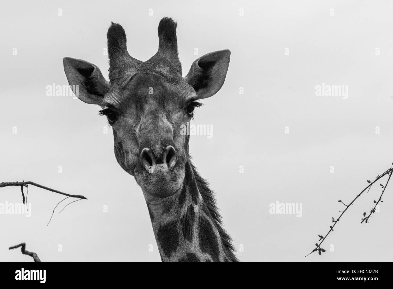 Die Blicke einer Giraffe - Südafrika 2018 Stockfoto