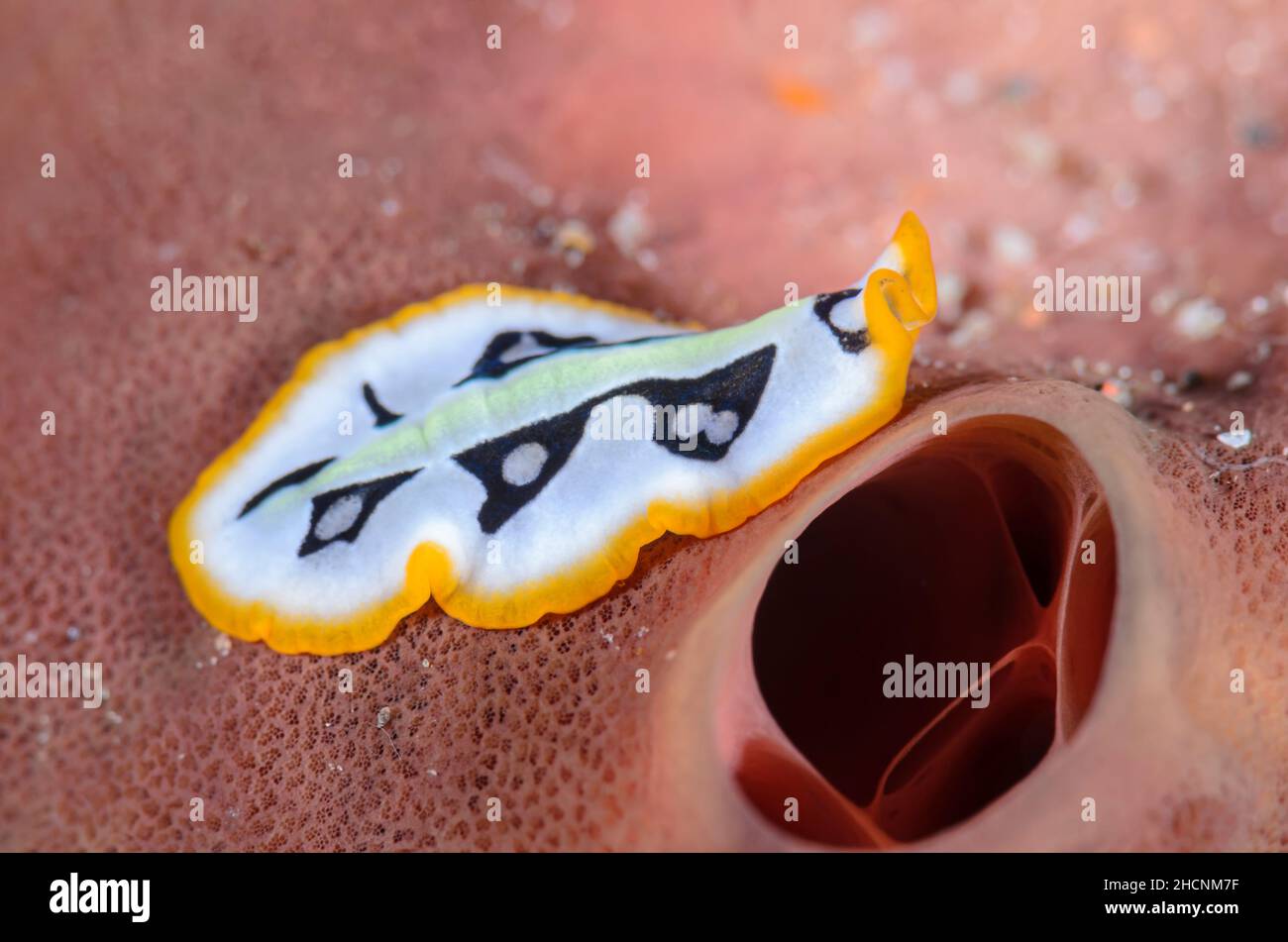 Pseudoceros scriptus Fotos und Bildmaterial in hoher Auflösung Alamy