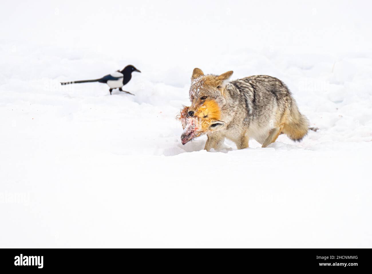 Kojote mit totem Fuchs Stockfoto