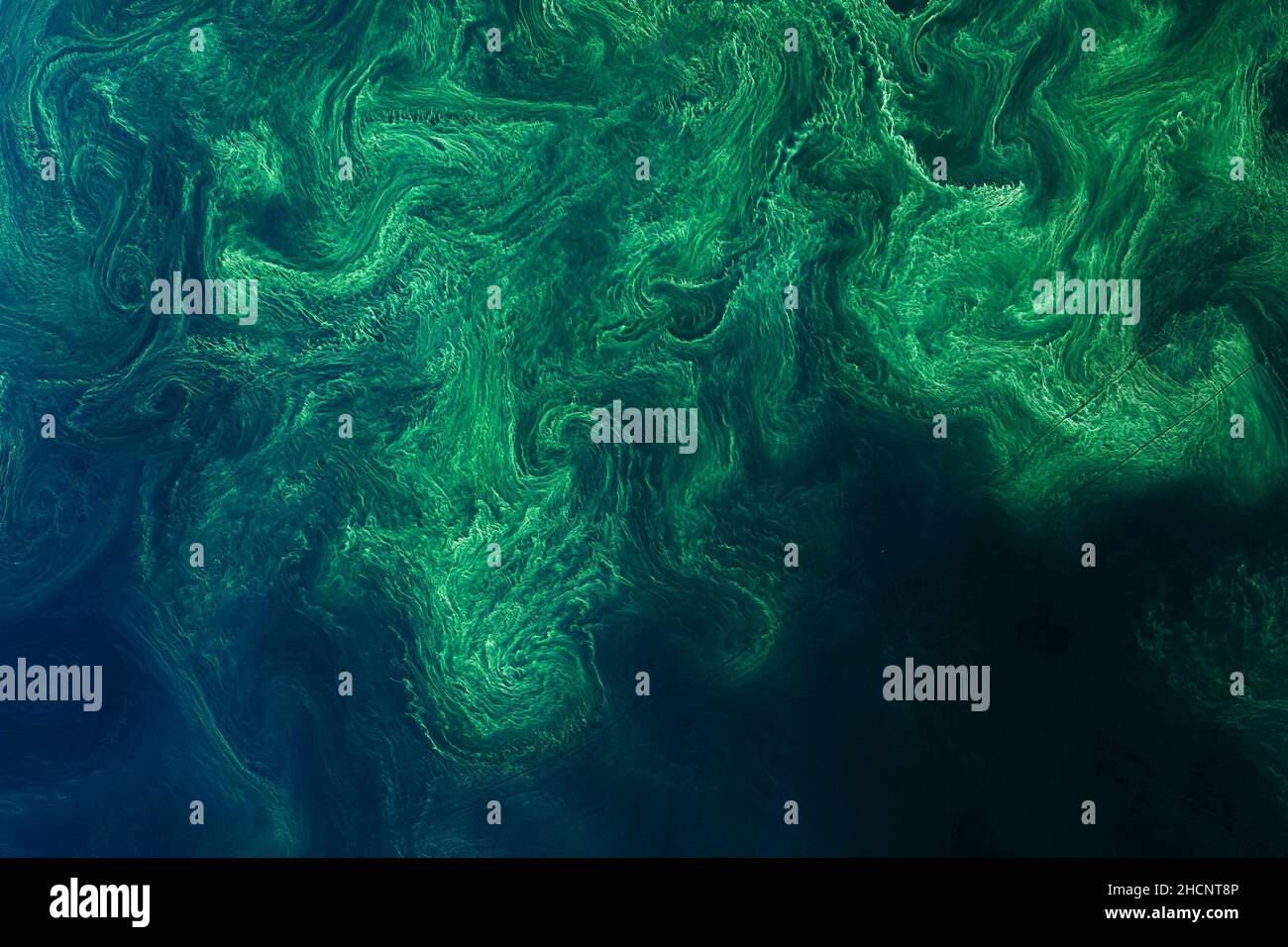 Fast jeden Sommer blühen farbenfrohe Phytoplankton-Blüten in der Ostsee. Und fast jeden Sommer erkennen Satellitenbilder kunstähnliche Muster a Stockfoto