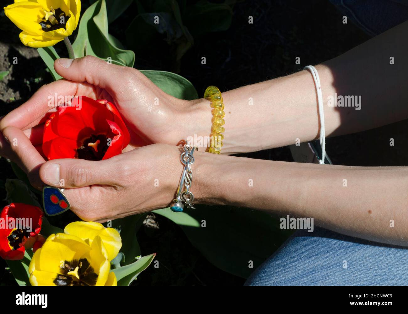 Zarte Hände nehmen eine rote Tulpe, mit gelben Tulpen um sie herum, Konzept von Delikatesse und Liebe Stockfoto