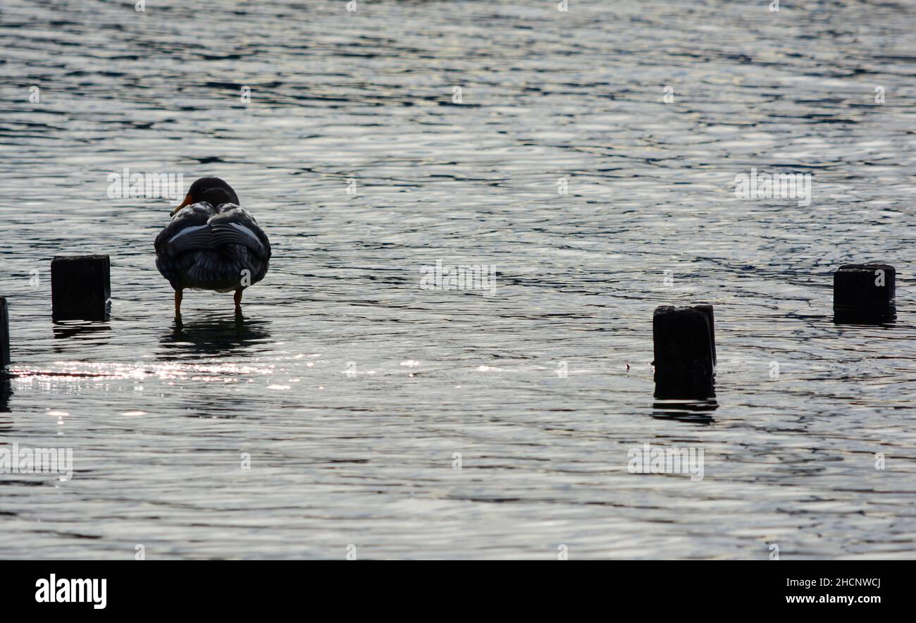 Eine Ente auf dem Rücken, die im Wasser eines Sees läuft. Bei Sonnenuntergang Stockfoto