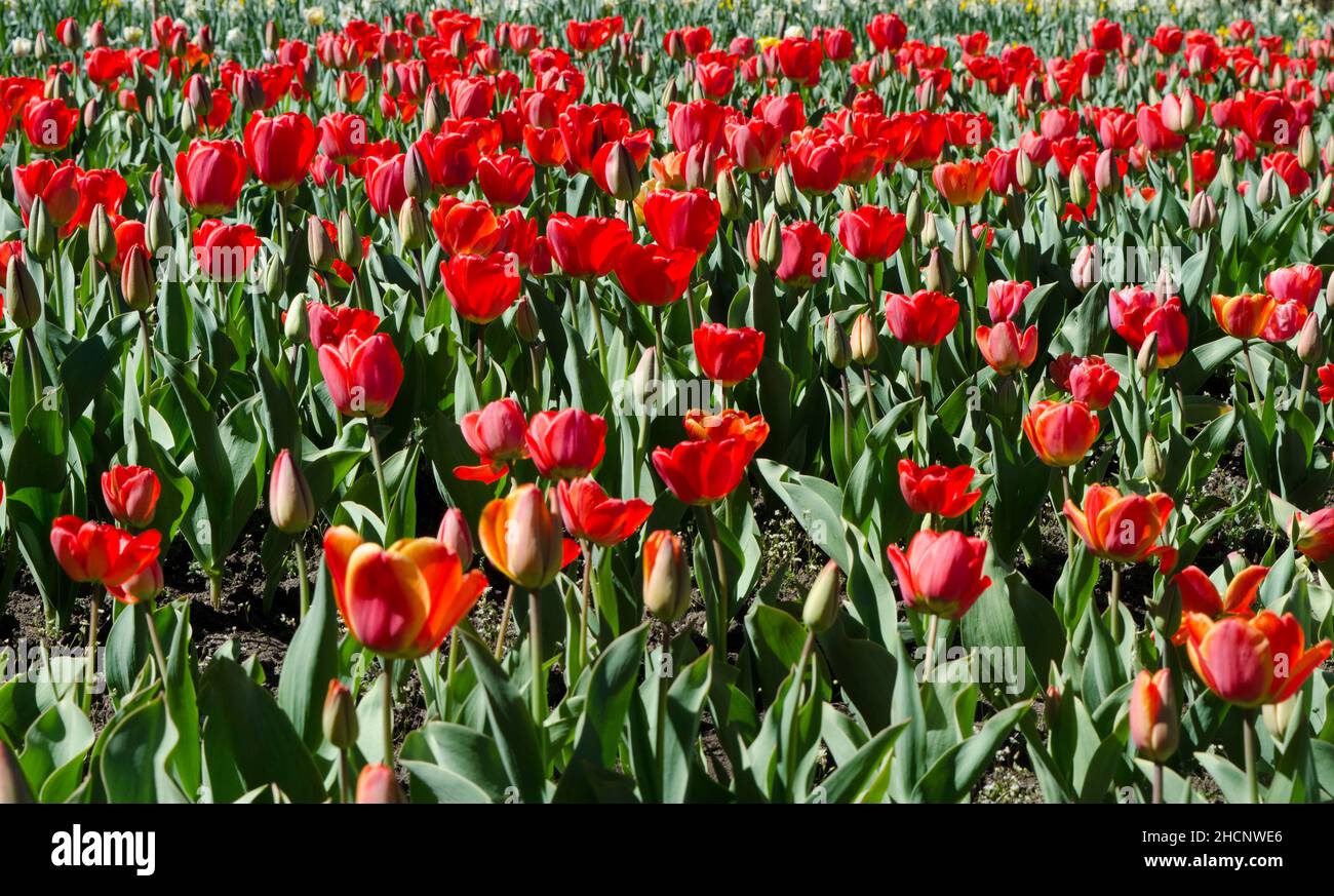 Hintergrund von roten Tulpen, schöne Blumen mit roten Blütenblättern. tulpenplantage Stockfoto