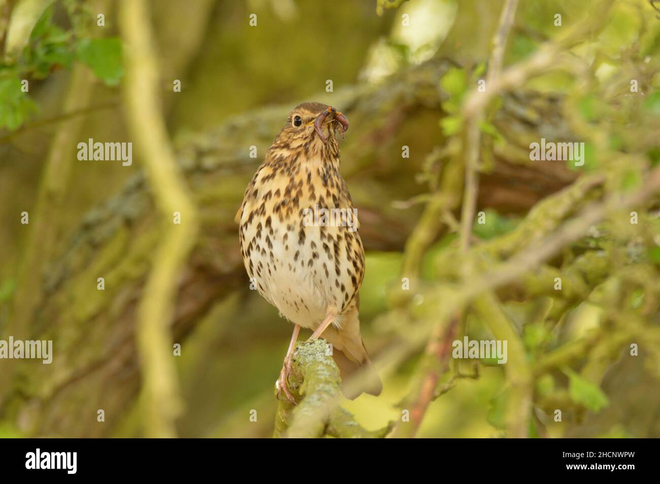 Song Thrush mit einem Schnabel voller Würmer und Larven im Frühjahr. England, Großbritannien. Stockfoto