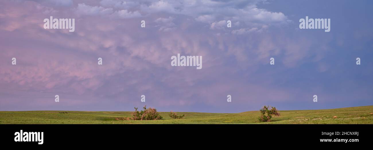 Abenddämmerung über grüner Prärie mit einsamen Bäumen entlang eines saisonalen Baches - Pawnee National Grassland in Colorado, Landschaft im späten Frühling oder Frühsommer, Panorama Stockfoto
