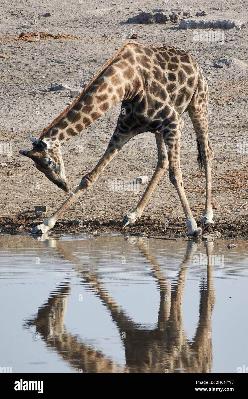 Nahaufnahme einer angolanischen Giraffe, die im Etosha National Park, Namibia, Afrika, um Wasser zu trinken kämpft. Stockfoto