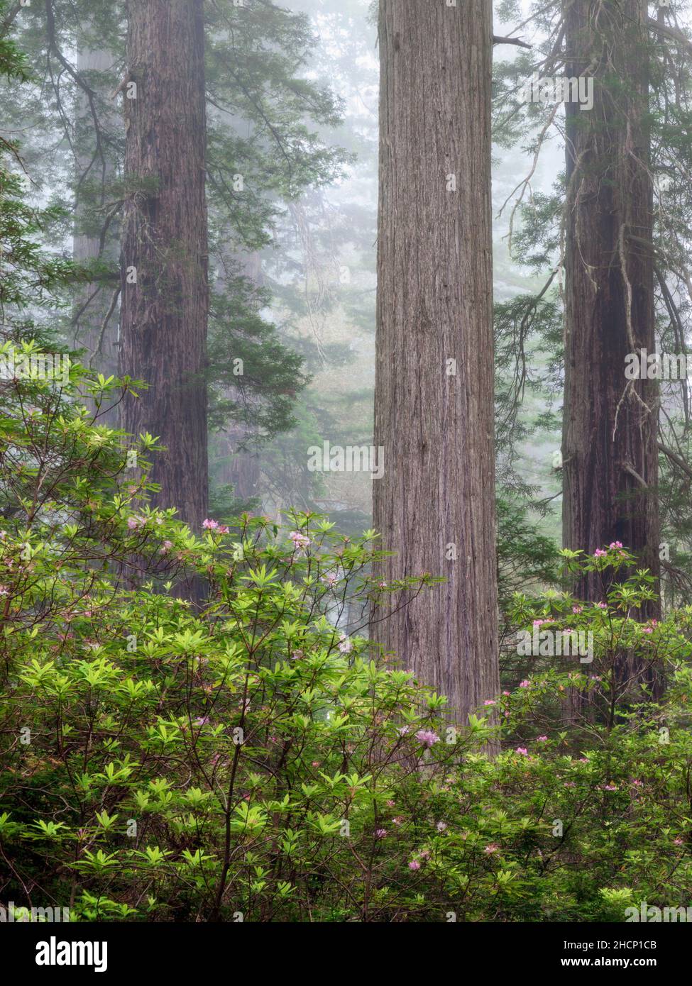 USA, Kalifornien, Redwood National- und State Parks, blühende Rhododendren und imposante Redwoods im Nebel Stockfoto